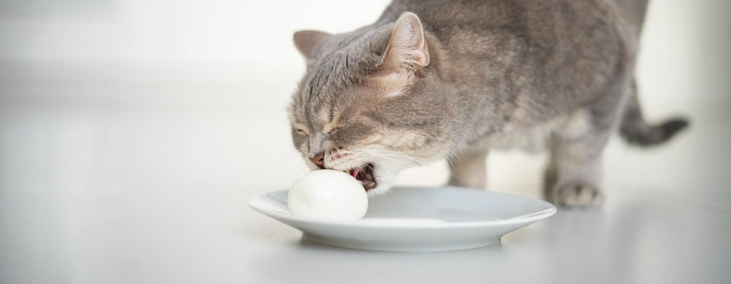 Apakah Kucing Boleh Makan Telur Simak Penjelasan Berikut!