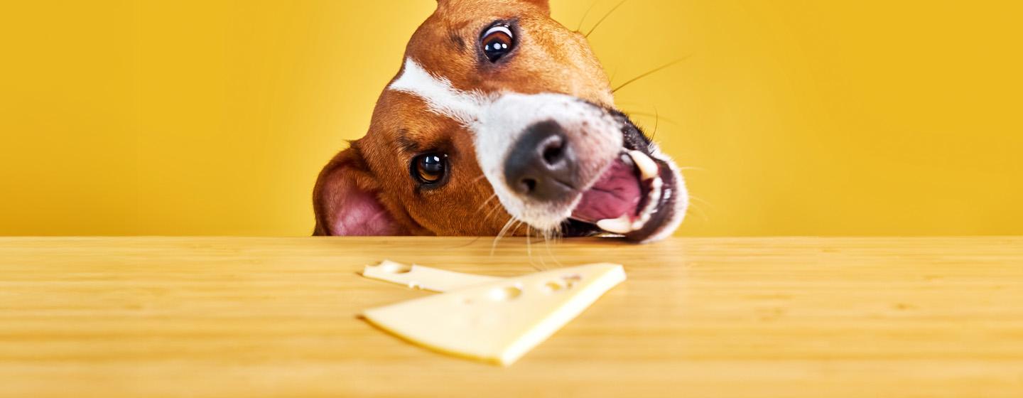 Apakah Anjing Boleh Makan Keju Ketahui Jawabannya di Sini