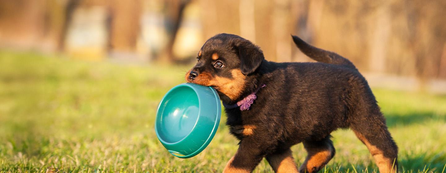 Cara Menggemukkan Anjing Kesayangan secara Sehat dan Aman