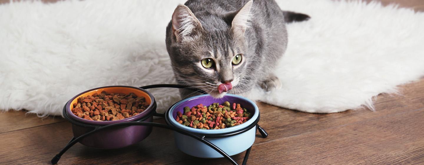 Jenis Makanan Kucing dan Cara Memilihnya