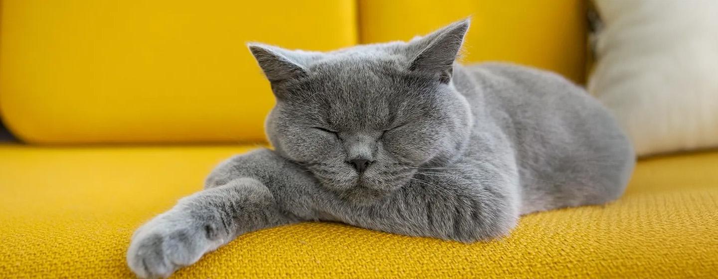 Berapa Lama Kucing Tidur Fakta Menarik Tentang Pola Tidur Kucing