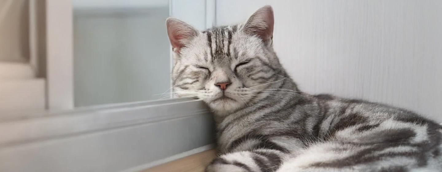 Kenapa Kucing Tidur Terus Ini Alasannya!