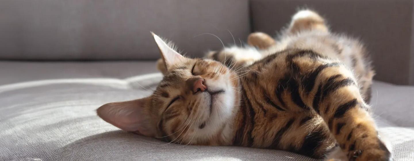 Kenapa Kucing Suka Tidur Ini Penyebab dan Tanda yang Perlu Diwaspadai