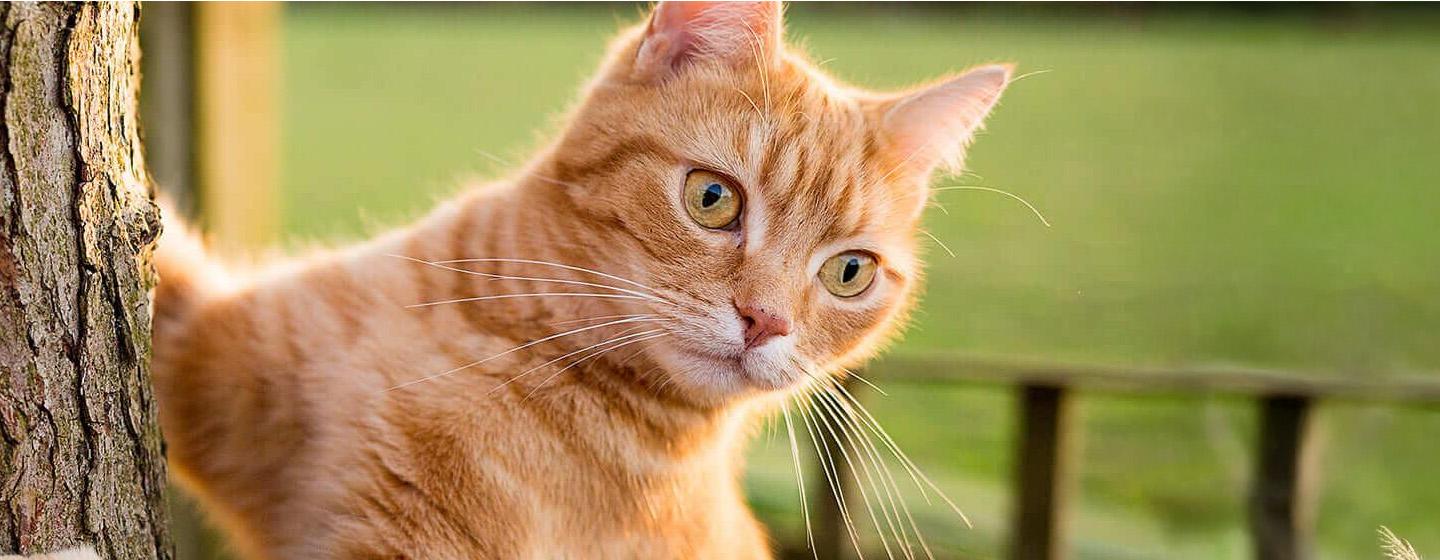 Cara Bantu Kucing Memiliki Berat Badan Ideal
