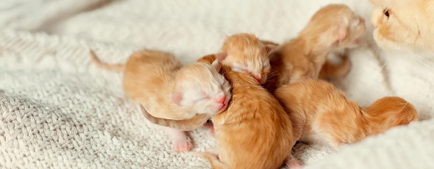 Cara Merawat Anakan Kucing yang Baru Lahir