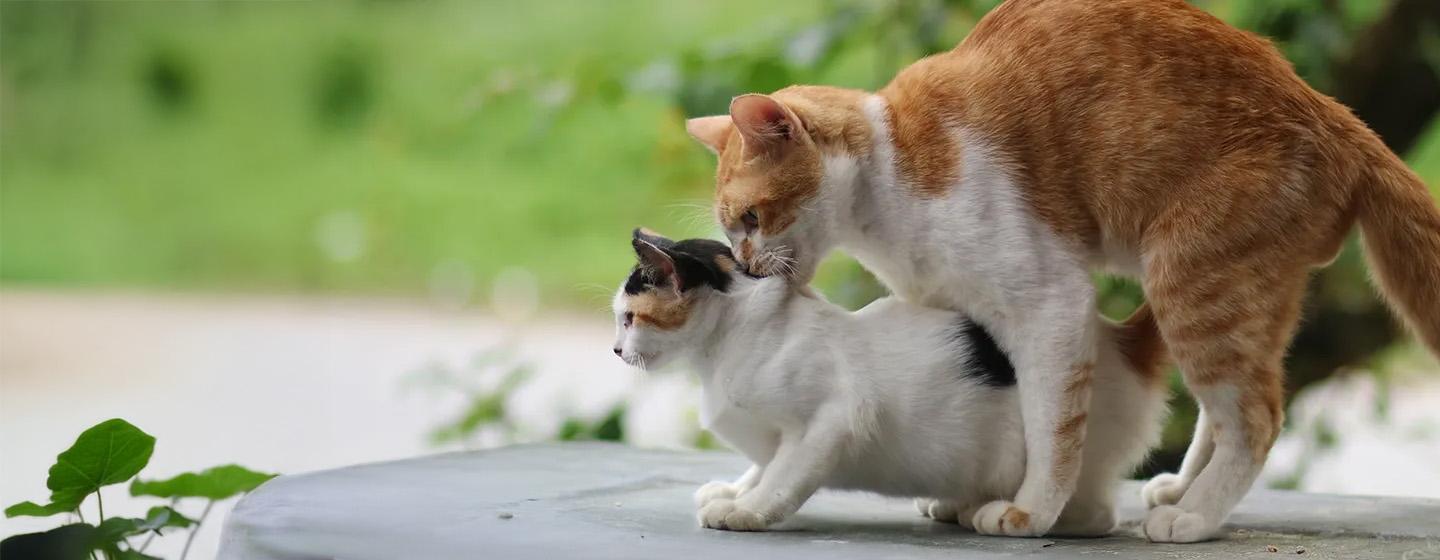 Kucing Birahi Umur Berapa Ketahui Jawabannya di Sini