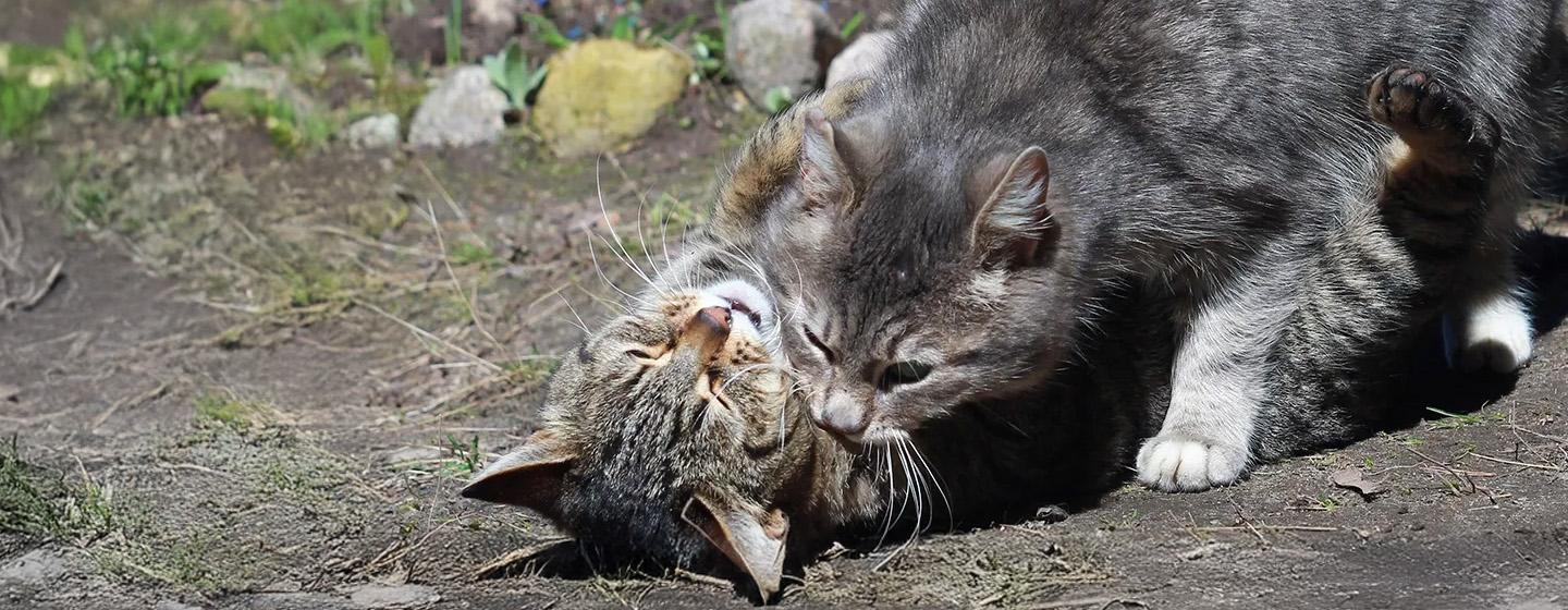 Ketahui Tanda Tanda Kucing Birahi