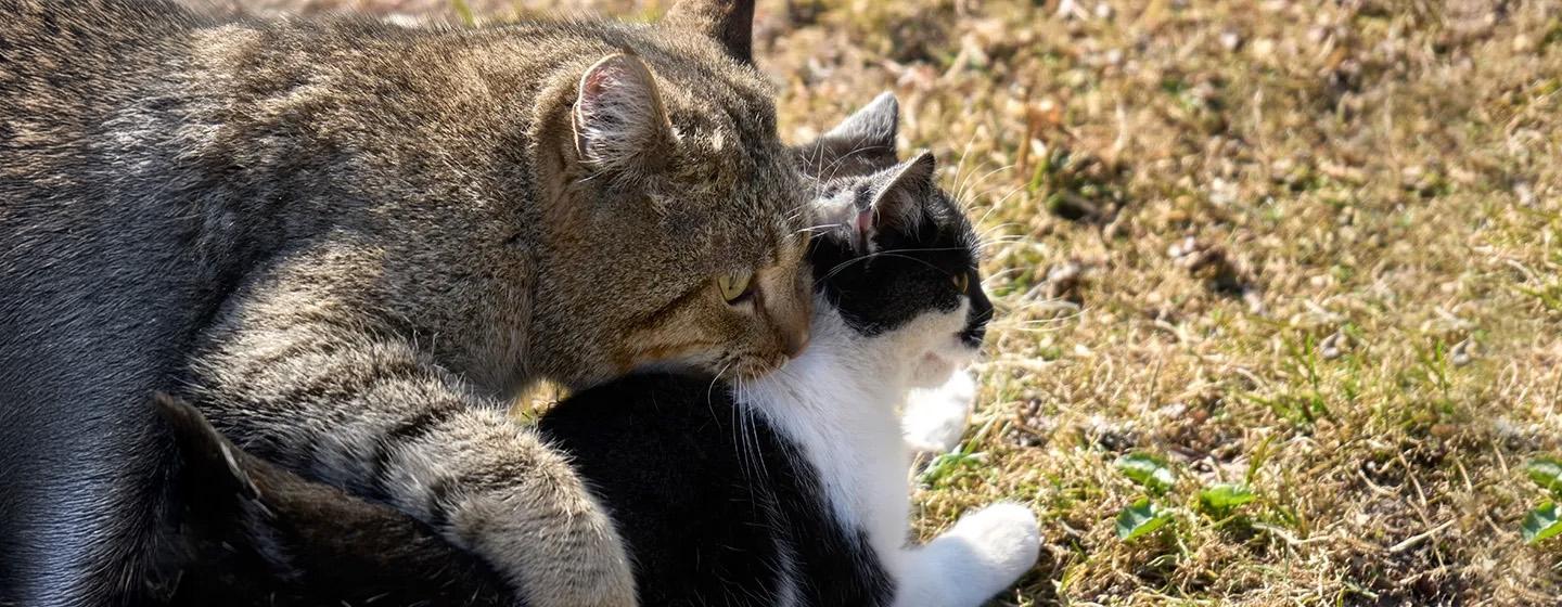 Begini Cara Mengawinkan Kucing yang Tepat