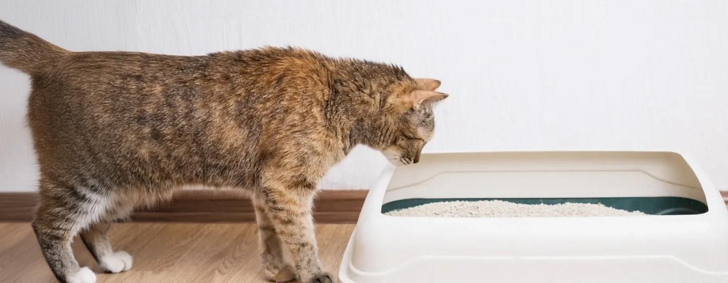 Cara Mengajarkan Kucing Pup di Pasir untuk Pemilik Kucing Baru