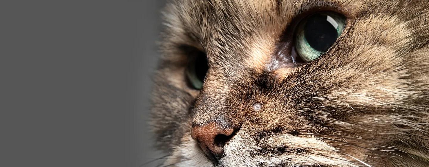 Jerawat Kucing - Penyebab dan Cara Mengatasinya