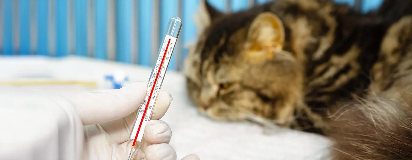 Kucing Demam Kenali Gejala dan Cara Penanganan yang Tepat!