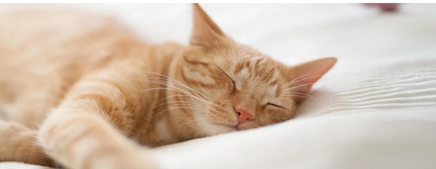 Pertolongan Pertama Kucing Sesak Nafas