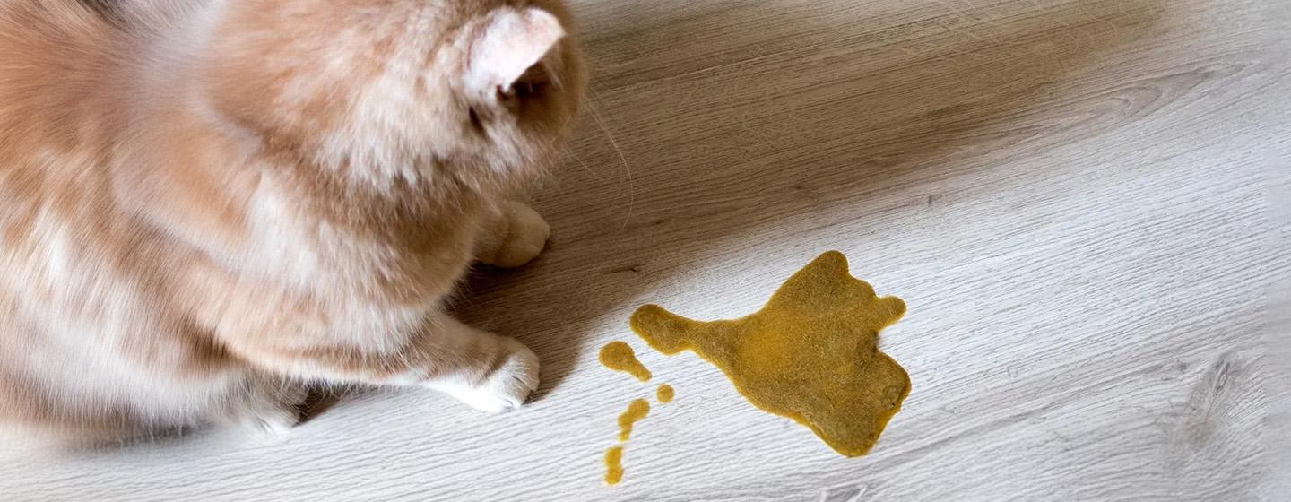 Kenali Penyebab Kenapa Kucing Muntah Kuning