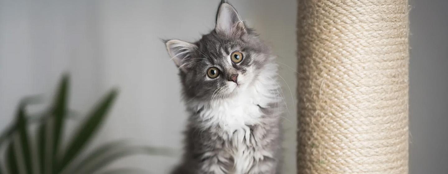 Perkembangan Anak Kucing - Kapan Anak Kucing Membuka Mata