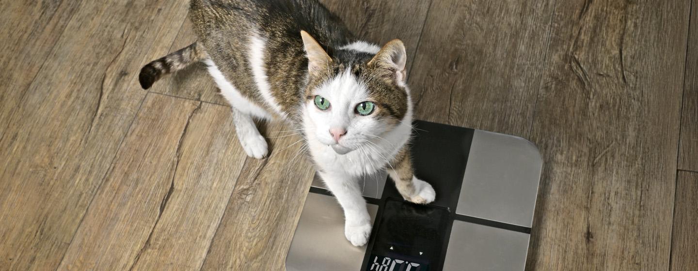 Berat Badan Ideal Kucing -Panduan untuk Menjaga Kesehatan Kesayangan