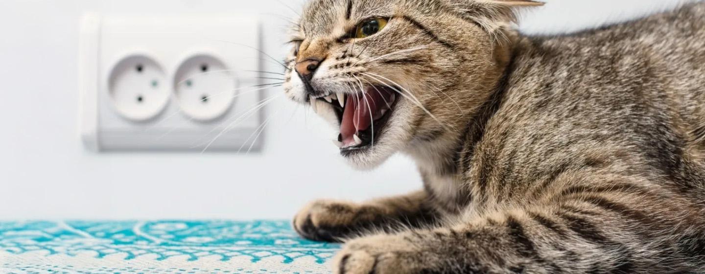 Rabies pada Kucing dan Hal-hal yang Pemilik Anabul Harus Tahu