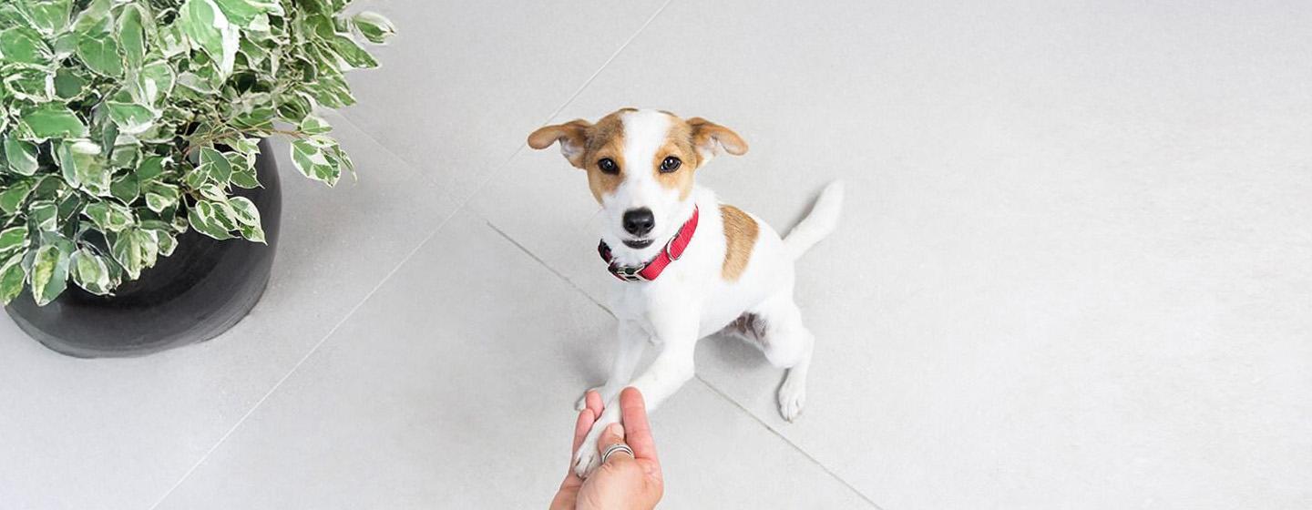 Trik Jitu untuk Mengajari Anjing Anda
