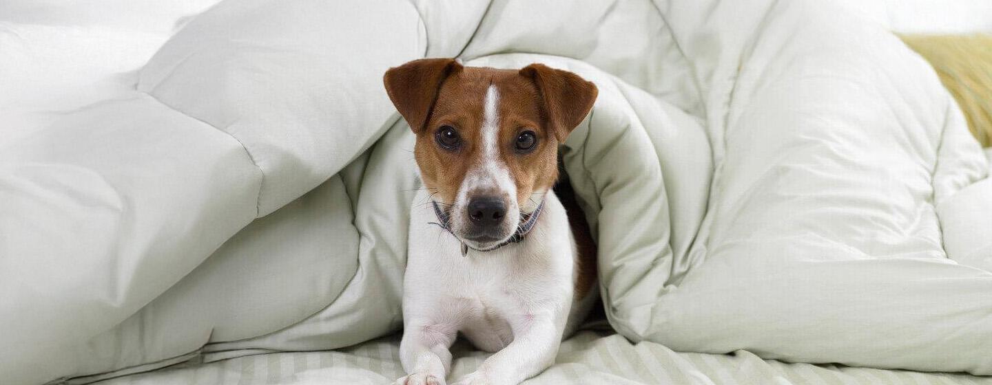 Kenali Penyakit Parvovirus yang Menyerang Anak Anjing & Pencegahannya