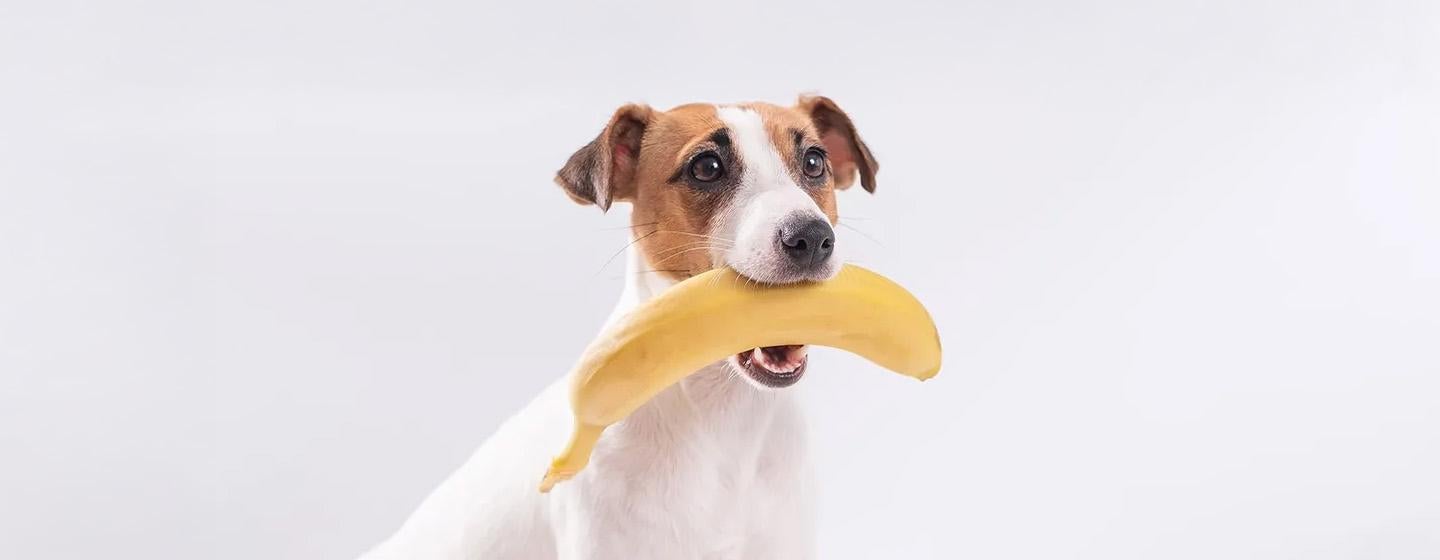 Makanan Anjing - Apakah Anjing Boleh Makan Pisang