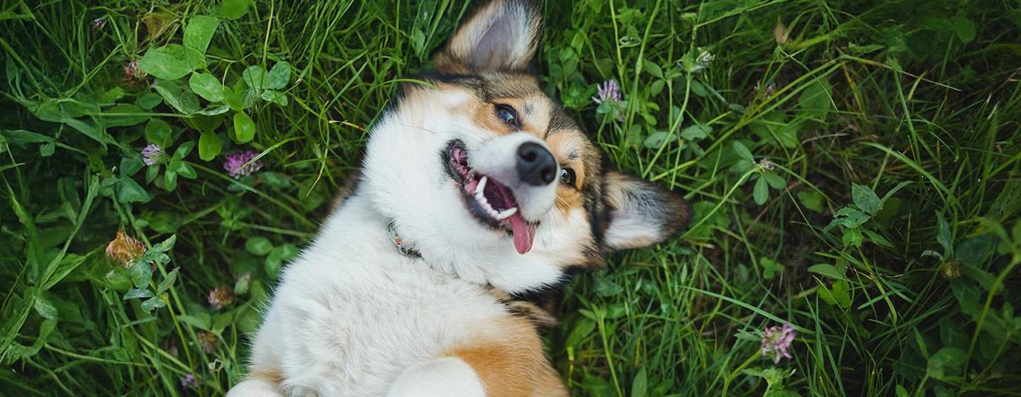 Cara Merawat Anjing