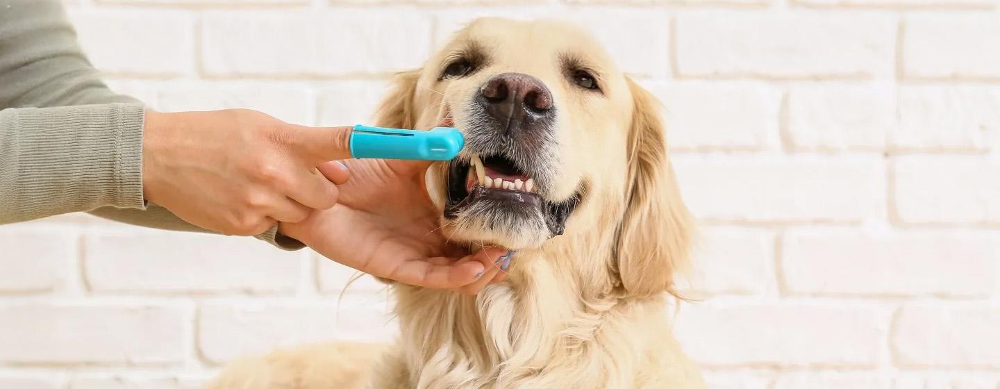 Bagaimana Cara Membersihkan Gigi Anjing