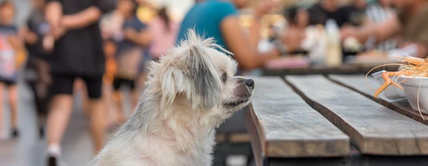 Apakah Anjing Boleh Makan Udang Ketahui Risikonya!