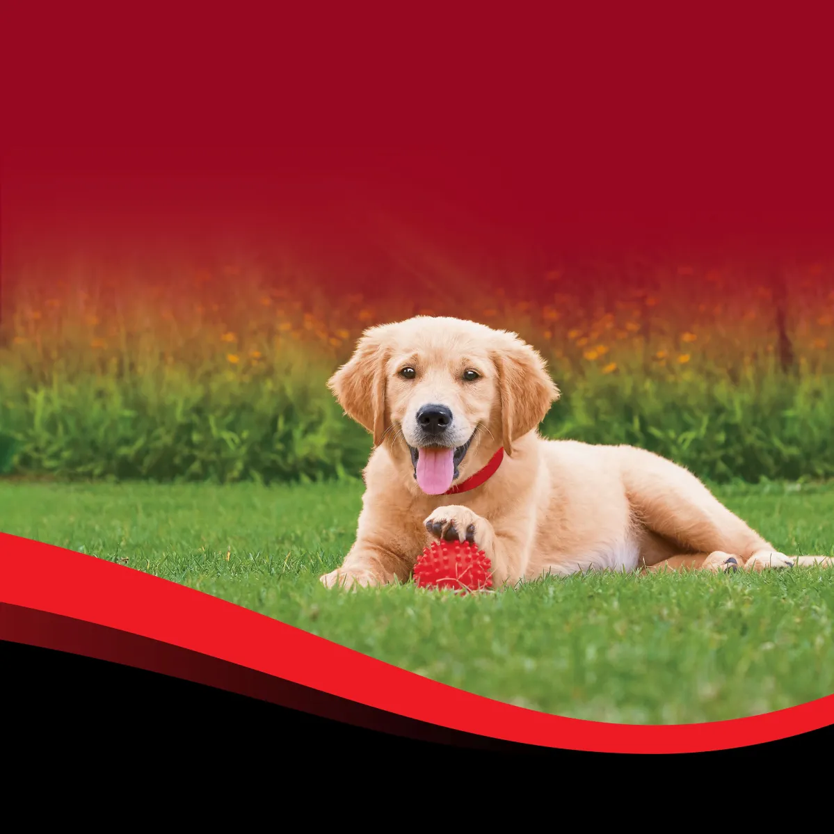Supercoat hero image