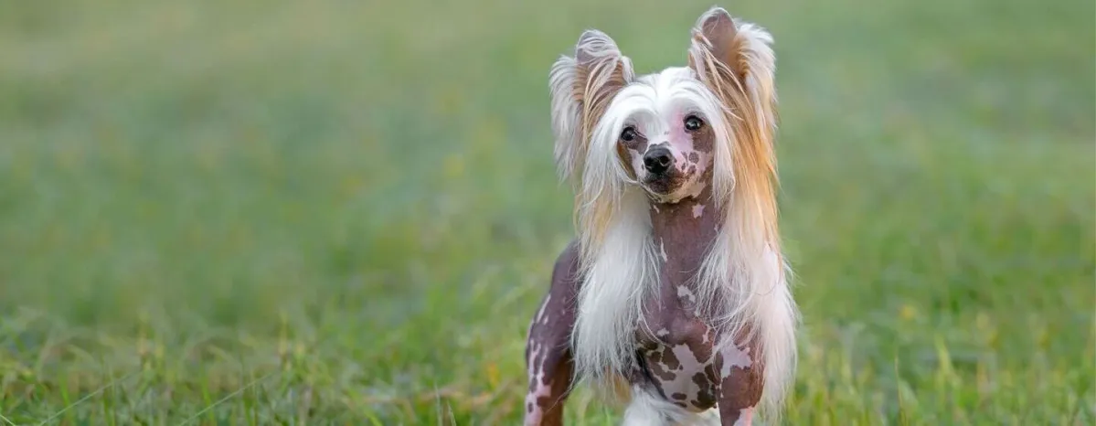 5 Hairless Dog Breeds