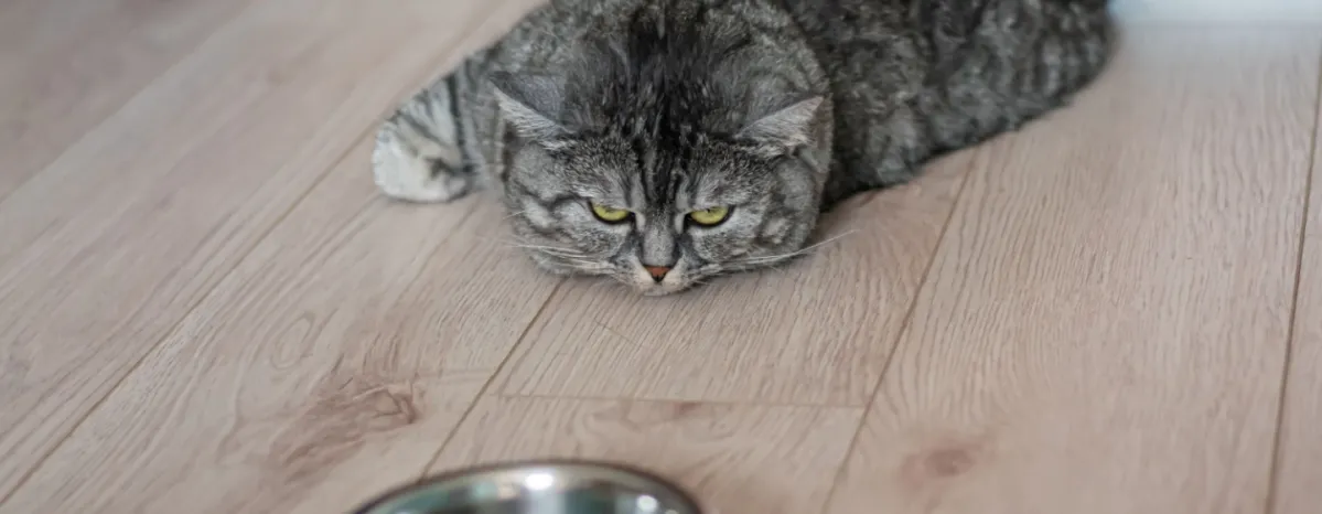 5 Penyebab Kucing Sembelit dan Cara Mengatasinya 