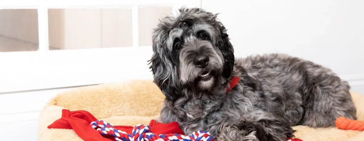 8 Big Fluffy Dog Breeds