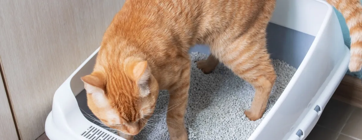 8 Cara agar Kucing Tidak Pup Sembarangan 