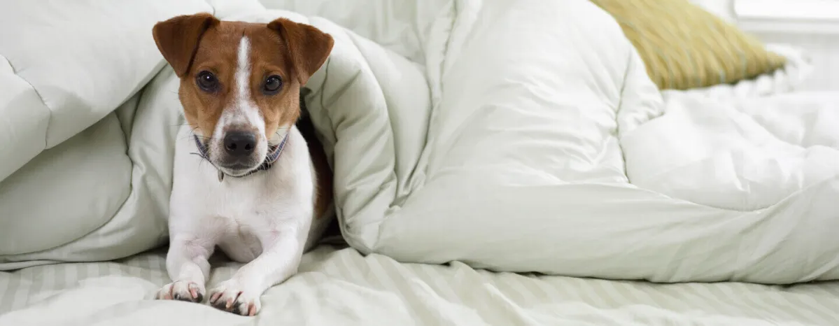9 Small Dog Breeds You’ll Fall in Love With