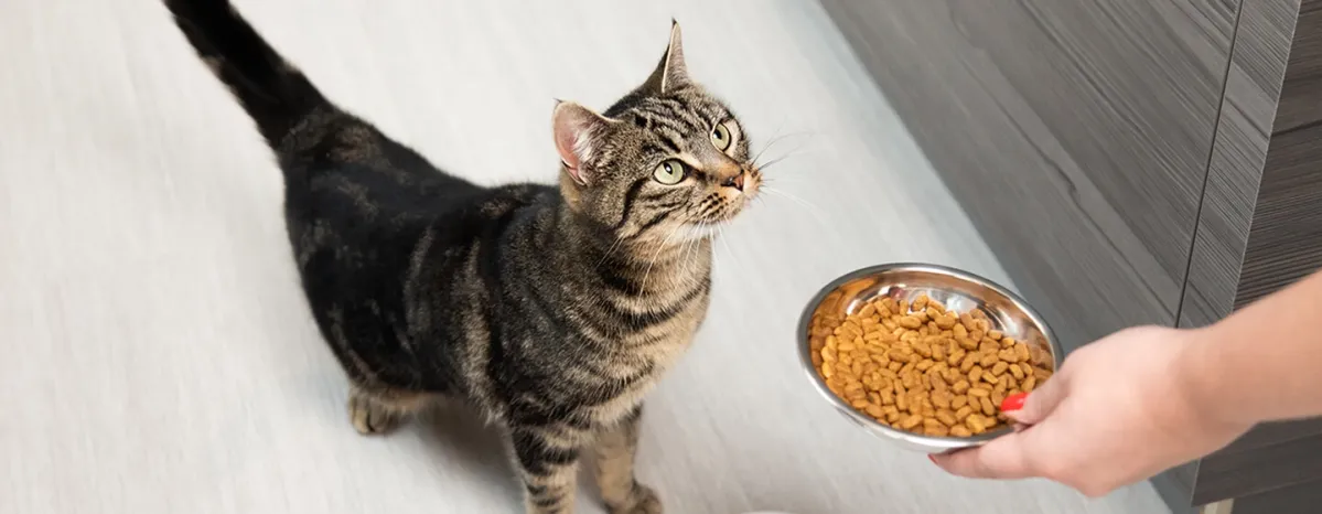 Cat feeding