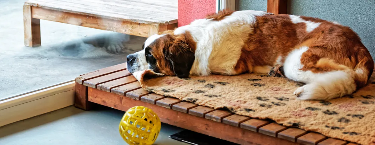 Dog boarding