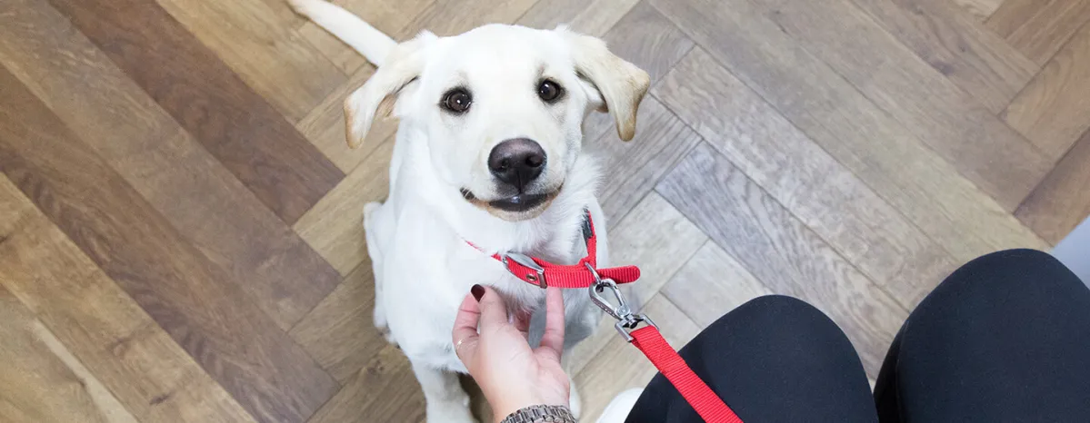 Dog neutering