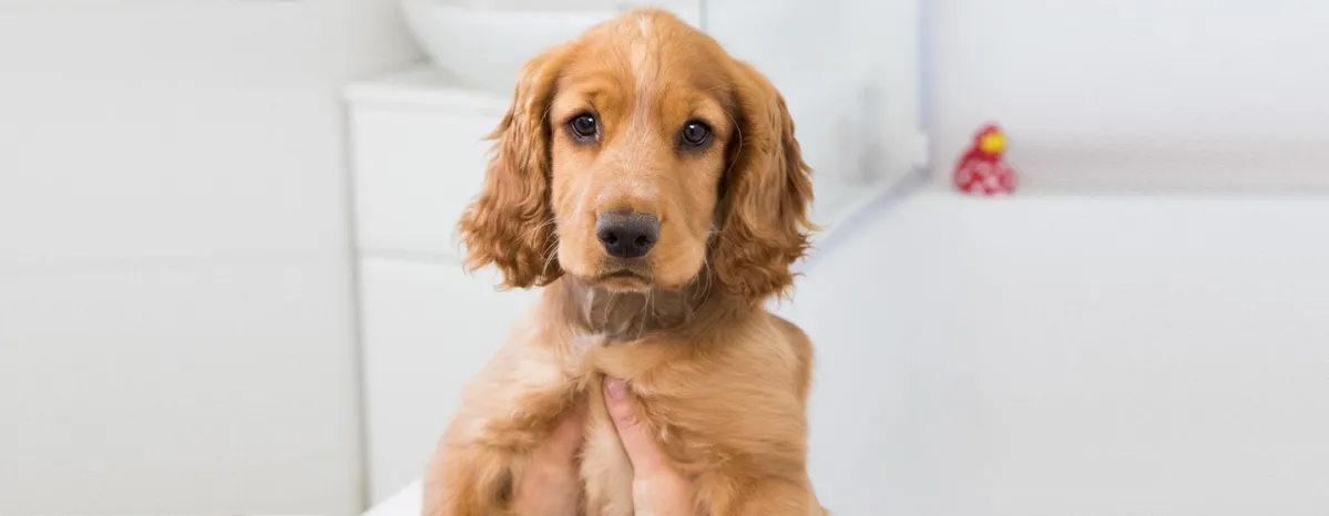 Puppy bath