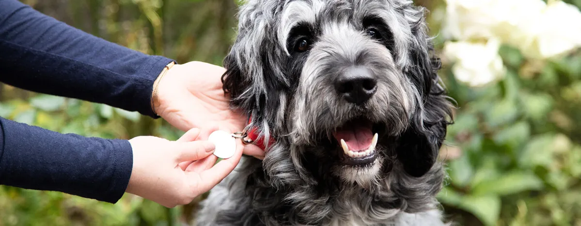 Benefits of dog Hero