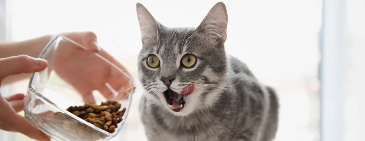 Berbagai Hal Seputar Makanan Kucing Kering