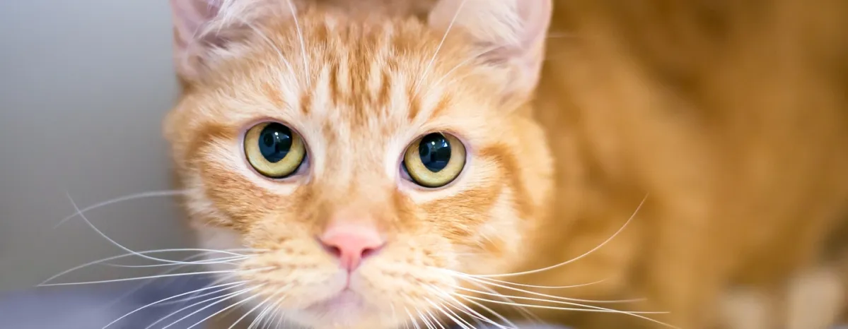 Berbagai Hal Tentang Steril Kucing yang Perlu Diketahui