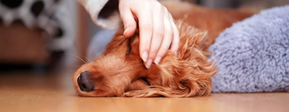 Cara Mengatasi Anjing Muntah dan Berak Darah yang Aman