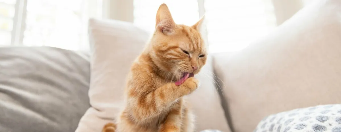 Cat ticks causes, signs and treatment