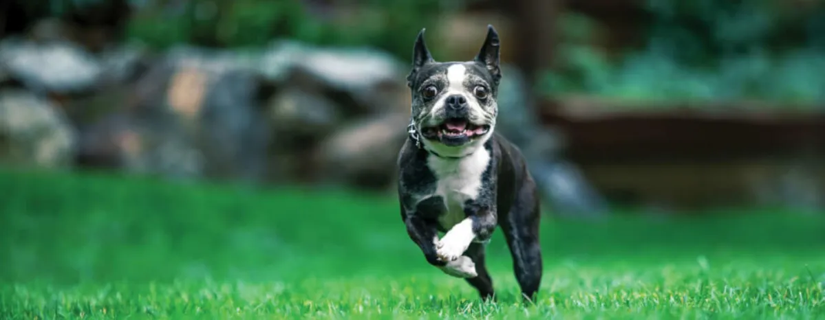 Dog running outdoors