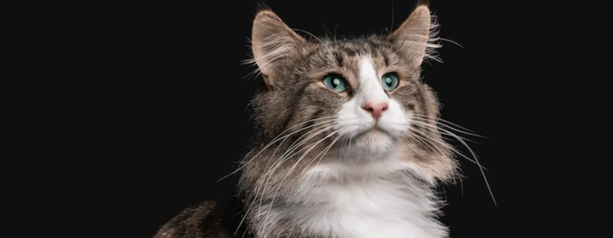 Ingin Rambut Kucing Lebat dan Berkilau? Ikuti 3 Tips Berikut!
