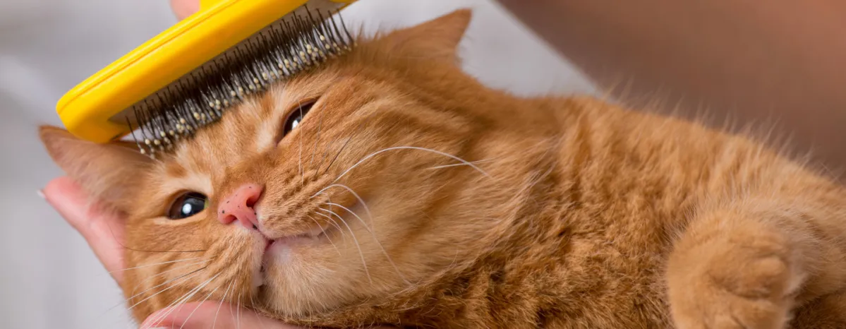 Brushing cat's hair