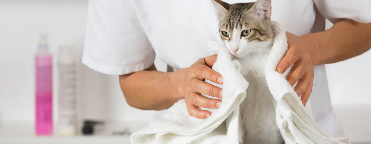 Cat grooming