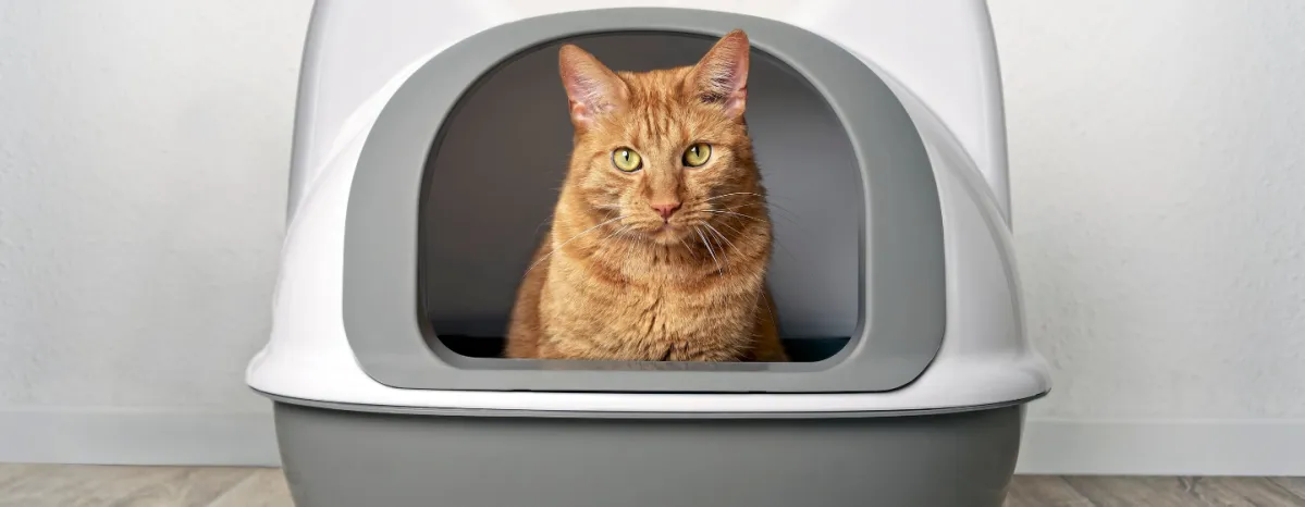 Cat in a carrier