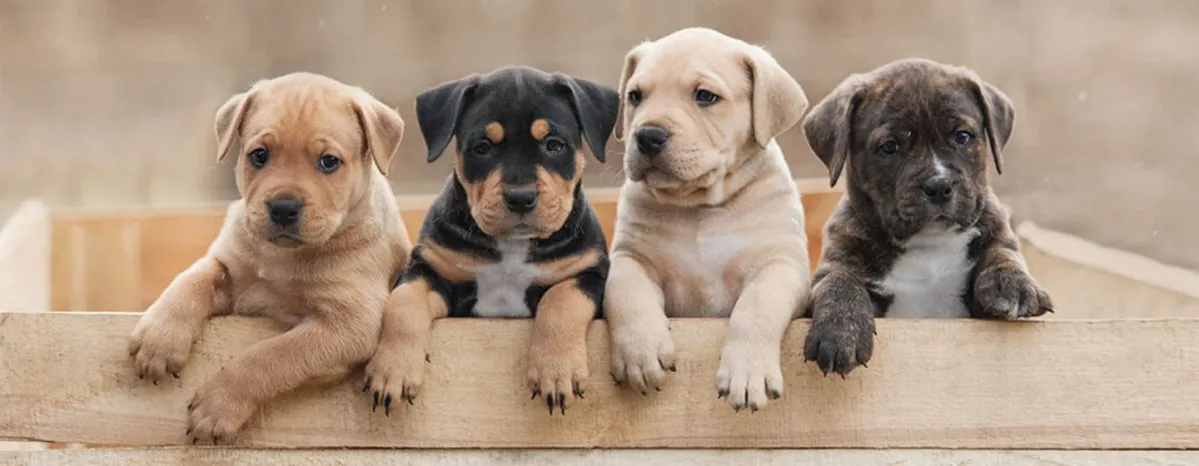 Tips Memotong Kuku Anjing