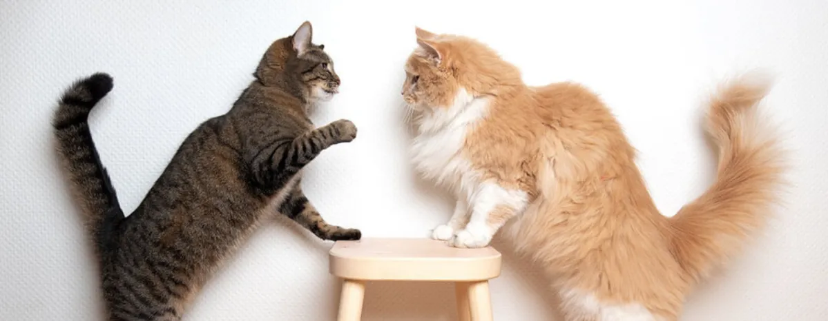 Cats playing