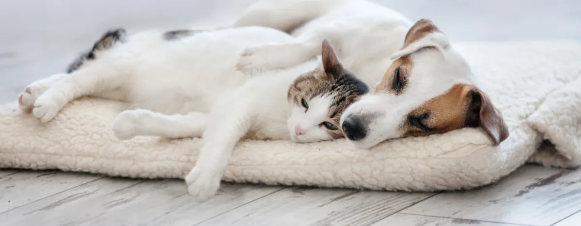 Dog sleeping in bed
