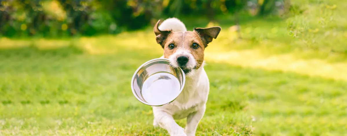 Berat Badan dan Kondisi Tubuh Anjing yang Sehat